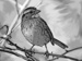 sparrowtwist avatar
