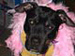 pibblegrl avatar