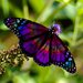 butterflies72 avatar