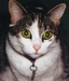 myanniecat avatar