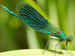 dragonfly623 avatar