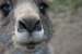 kangaroogal avatar