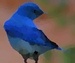 bluebyrd avatar