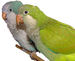 parroteers avatar