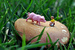 portabellopig avatar