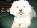 luvmymaltese avatar