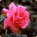 pinkrose35 avatar