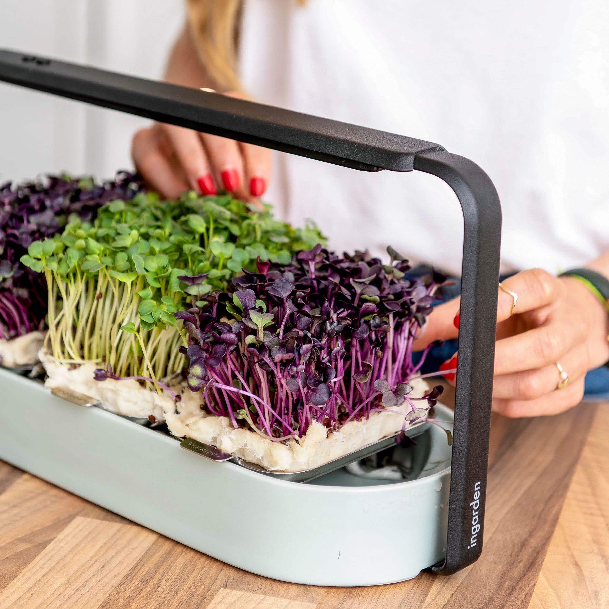 Amazon Indoor Garden