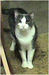 classycat avatar