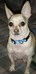 chihuahualover80 avatar