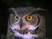 earthowl avatar