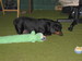 dogowner avatar