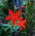 LADYRED avatar
