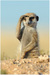 biexiegu avatar