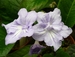 GardeningMom avatar