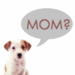dogmommy avatar