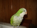 tileg avatar