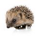 13hedgehogs avatar