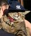 Catwmyn avatar