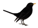 bookleaf avatar