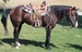 horsewriter avatar