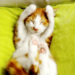 sugarkitties avatar