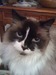 Mommycat2 avatar