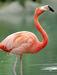 ScreamFlamingo avatar