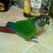 indybird avatar