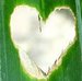 heartofnature avatar