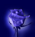 muguet avatar