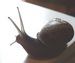 snailreader avatar