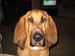 romancehound avatar