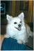 dog-earred avatar