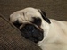 lovepug avatar