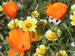 wilddesertrose avatar