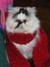 catsknit avatar