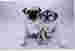 puglover1960 avatar