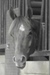 Tx-Patricia avatar