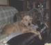 cattledogs avatar