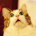 anadentone avatar