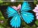 topazbutterfly avatar