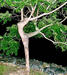 Melani avatar