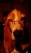 bassetdad avatar
