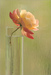 rosepainter avatar