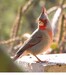bkydbirder avatar