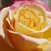 lustforbooks avatar