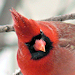 cardinalis