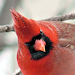 cardinalis avatar