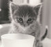 kansas-cats avatar